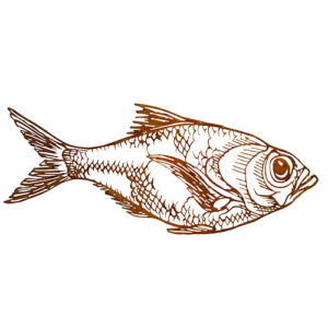 Occhione vis, roest design